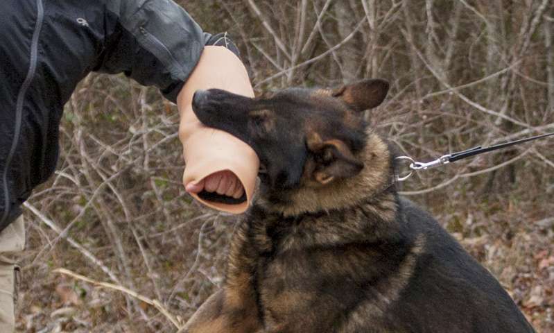 The new bite sleeve provides military working dogs with an authentic human skin texture when biting the forearm region, providing a more realistic training scenario for the canines. Credit: U.S. Army Army scientists develop realistic canine bite sleeve to improve training
