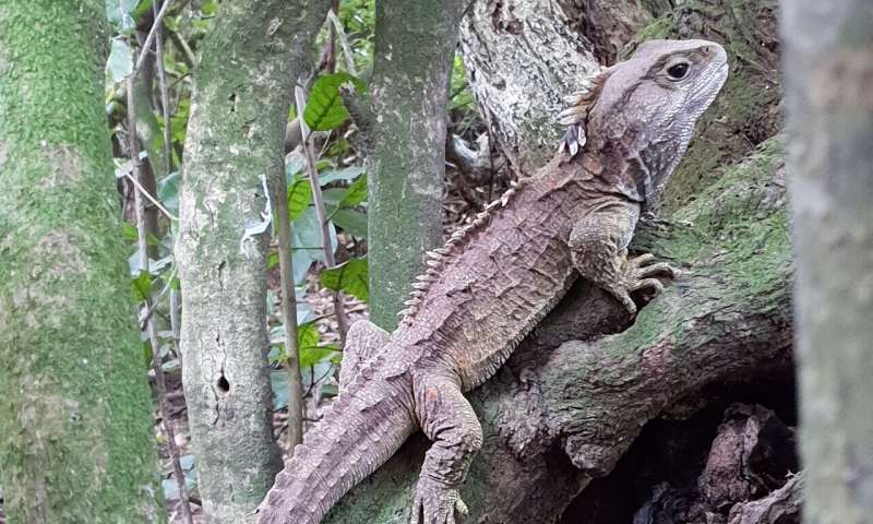 Scientists from the University of Adelaide and South Australian Museum have collaborated with Otago University, New Zealand and a global team to sequence the genome of the tuatara - a rare reptile whose ancestors once roamed the earth with dinosaurs. Credit: Nicola Nelson Dinosaur relative's genome linked to mammals