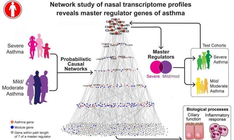 Network study of nasal transcriptome profiles reveals master regulator genes of asthma Credit: Mount Sinai Mount Sinai researchers identify master regulator genes of asthma