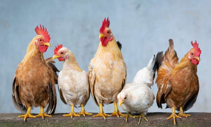 Credit: Pixabay/CC0 Public Domain hen