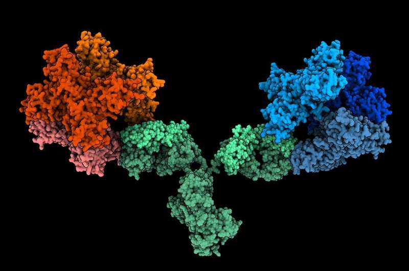 Image depicts the 1G5.3 antibody(green) bound to both Zika (red) and dengue(blue) NS1 proteins. It's based on structural data but idealised to showing binding to both viral proteins simultaneously. Credit: Dr Daniel Watterson New defense against dengue and emerging mosquito-borne viruses