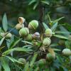 Endangered Quercus bambusifolia