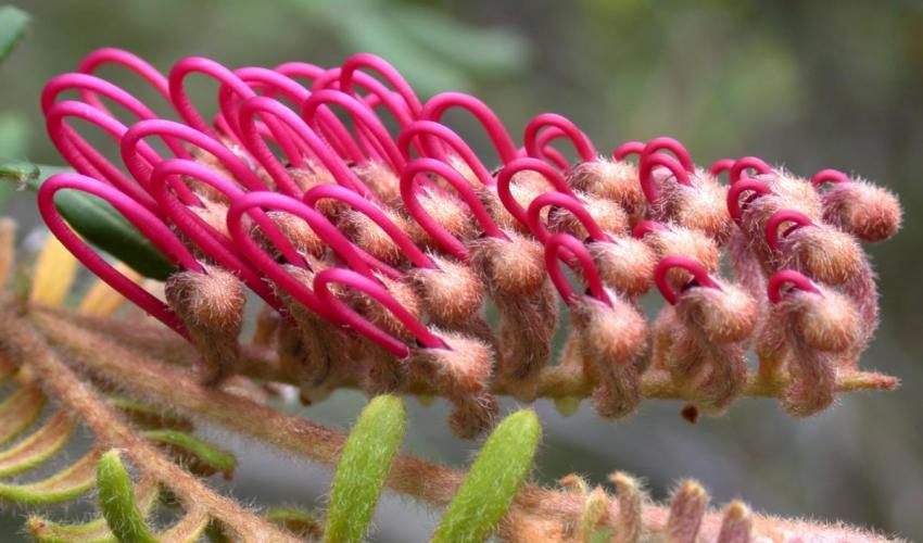 Critically Endangered Grevillea caleyi by Tony Auld