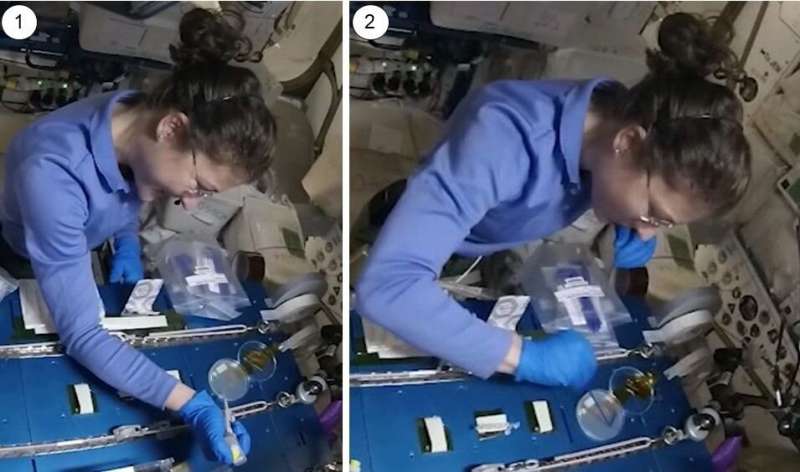 NASA Astronaut Christina Kock performing the experimental procedure aboard the International Space Station. Credit: Sebastian Kraves Astronauts demonstrate CRISPR/Cas9 genome editing in space