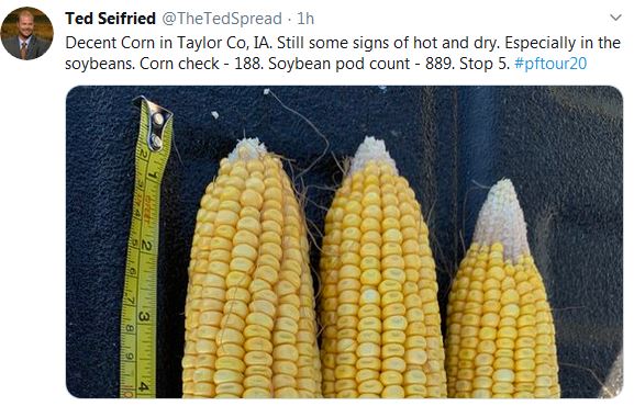 Pro Farmer Crop Tour Taylor Iowa Corn