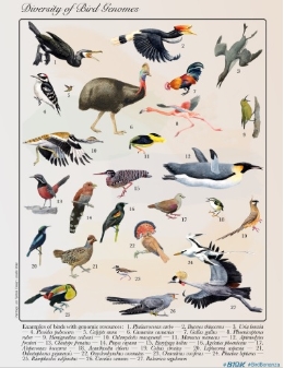 The international consortium <i>Bird 10,000 Genome Project (B10K)</i> has sequenced the genome of 363 living bird species.