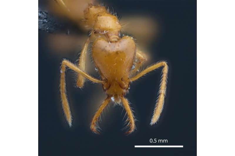 A view of the head of Strumigenys ayersthey. Credit: N/A New ant species named in recognition of gender diversity