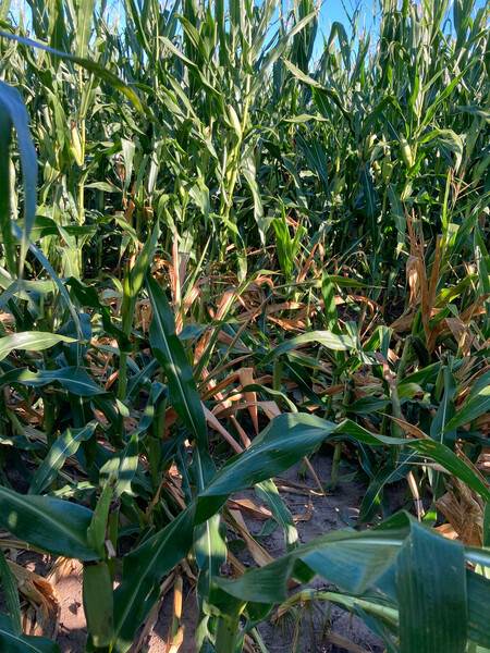 illinois_corn.jpeg illinois_corn.jpeg