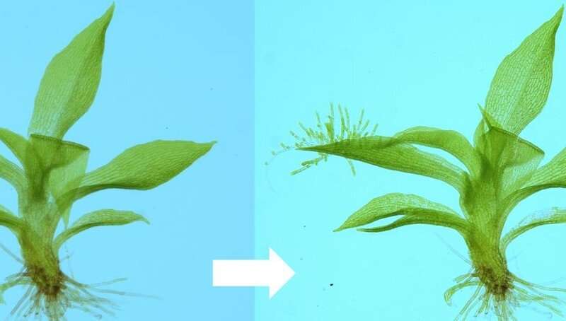 DNA damage triggers reprogramming into stem cells