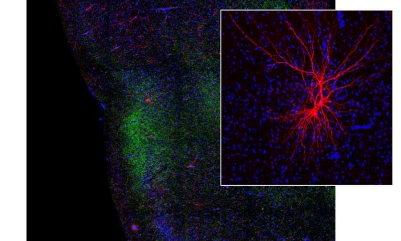 This photo shows a section of the gustatory cortex and the input from the basolateral amygdala. Blue indicates all of the neurons in the gustatory cortex, green corresponds to the connection from the amygdala to the gustatory cortex, and red indicates the recorded neurons in the experiments (magnified in right box). Credit: Stony Brook University Taste Aversion Reveals How Bad Experiences Modify Brain and Behavior