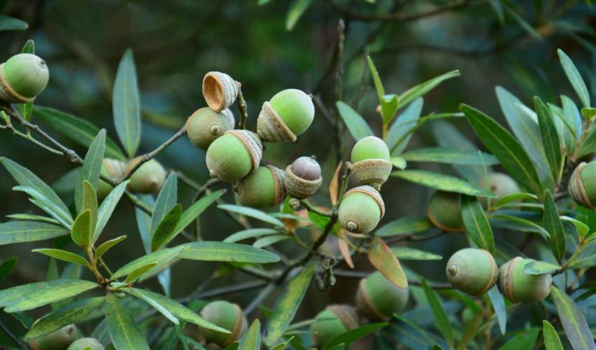 Endangered Quercus bambusifolia