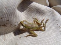 Newswise: New studies show how to save parasites and why it’s important