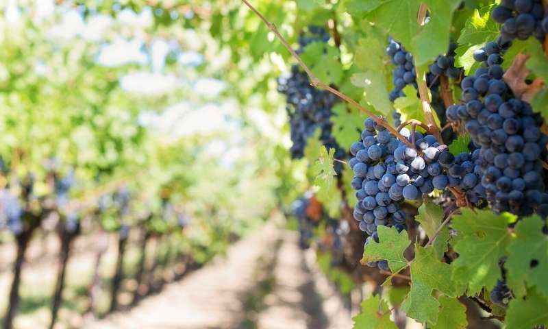 Credit: CC0 Public Domain vineyards