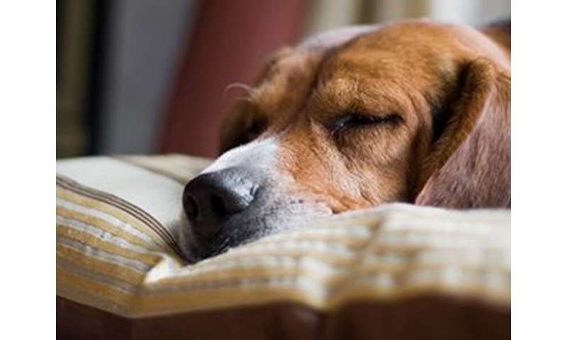 Roll over, fido. you're hogging the bed