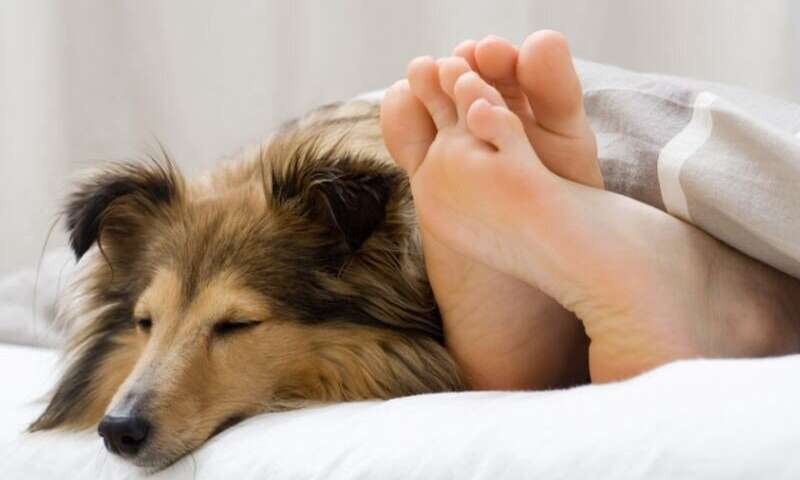 How helpful are support dogs for kids with autism?