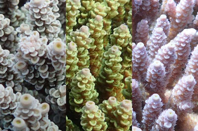 Acropora Tenuis is a common coral around Okinawa. It has three distinct color morphs -- brown, yellow-green, and purple. Credit: Daisuke Kezuka. Colorful connection found in coral's ability to survive higher temperatures
