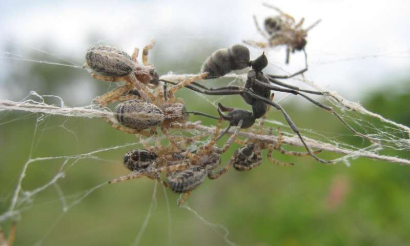 Social spiders catching prey cooperatively in India. Credit: University of Portsmouth The benefits of being social, from a spider’s perspective