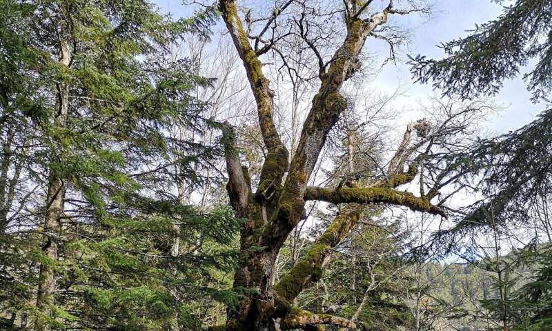 One of the largest and oldest sessile oak of the Aspromonte National Park. The tree with a diameter of 195 cm is around 570 years old. It is in the State Reserve Alto Aspromonte managed by Carabinieri Forestali Credit: Gianluca Piovesan Oldest radiocarbon dated temperate hardwood tree in the world discovered at the Aspromonte National Park, southern Italy