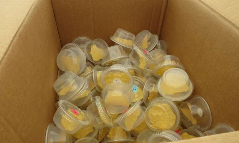 Potato chips used in the study, pre-portioned and labelled for participants Credit: Monell Chemical Senses Center Perceiving the flavor of fat: A Monell Center twins study