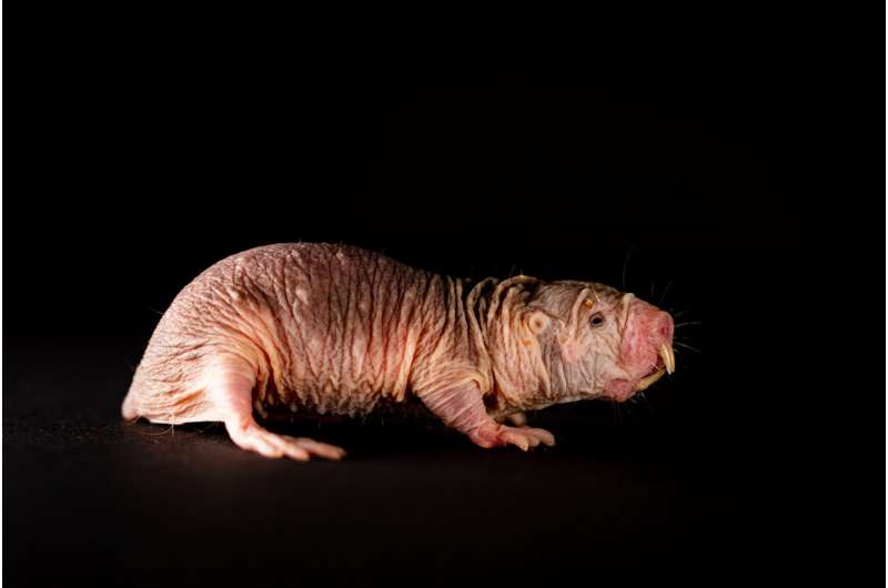 Over millions of years, naked mole-rats have cast away everything underground which uses their energy and isn't necessary to survive. This includes their fur - but also results in surprising abilities. Credit: Felix Petermann, MDC Naked mole-rats speak in dialect