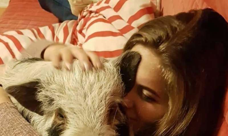 Researchers at ELTE Department of Ethology in Budapest compared how young companion dogs and companion pigs seek human proximity in a novel environment. Credit: Tünde Szalai Family pigs prefer their owner's company as dogs do, but they might not like strangers