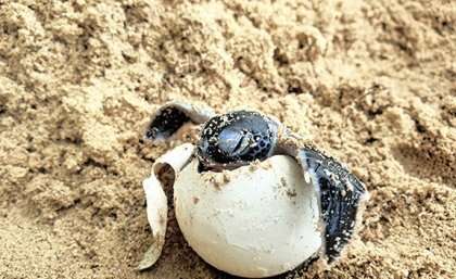 A green turtle hatching. Credit: Melissa Staines/WWF-Australia Irrigation could help reverse male sea turtle drought