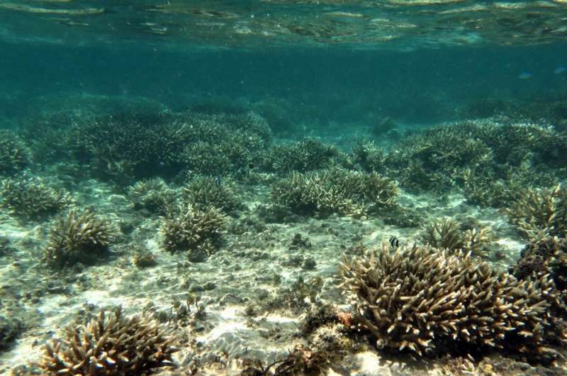 Staghorn corals in the reef flat off Hagåtña appear bleached as a response to stress from environmental changes. As one of Guam's dominant reef-builders whose habitat experiences temperatures up to 97 degrees Fahrenheit, this species was used in a University of Guam study published in February that found that shade can mitigate the effects of heat stress on corals. Credit: University of Guam Light, in addition to ocean temperature, plays role in coral bleaching