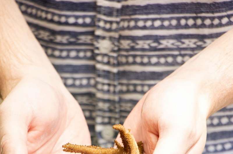UOG graduate biology student Justin Berg holds a fragment of Acropora cf. pulchra, the species of staghorn coral that was used in an experiment about the impact of shading on corals recovering from heat stress. Credit: Guam EPSCoR Program, University of Guam Light, in addition to ocean temperature, plays role in coral bleaching