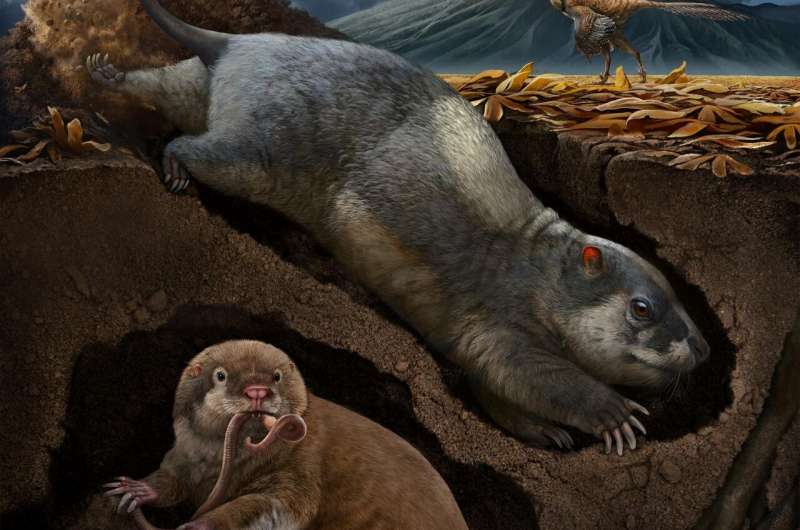 This portrait shows the tritylodontid Fossiomanus sinensis (upper right) and the eutriconodontan Jueconodon cheni in burrows; both lived the Early Cretaceous Jehol Biota (about 120 million years ago), northeastern China, and showed convergent skeletal features adapted to fossorial lifestyle. Credit: © Chuang Zhao Scientists discover two new species of ancient, burrowing mammal ancestors