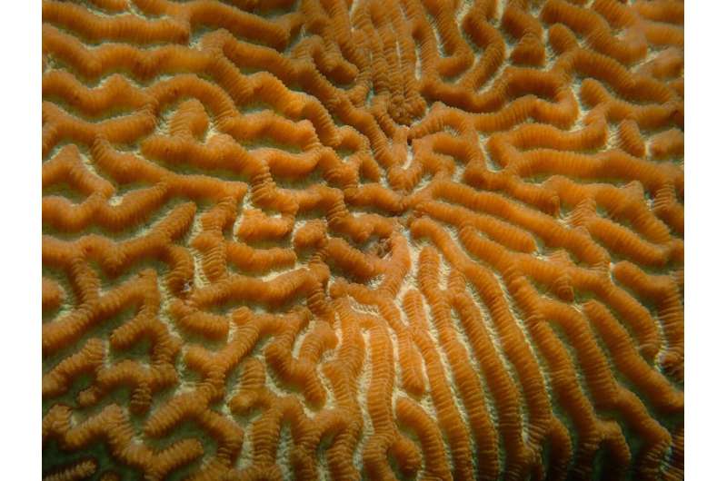 brain coral
