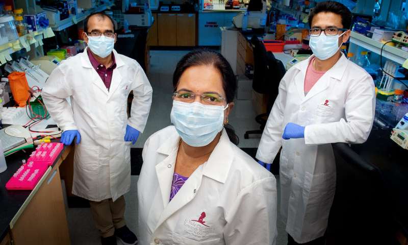 (L-R) Bhesh Sharma, Ph.D., Thirumala-Devi Kanneganti, Ph.D., Rajendra Karki Ph.D., of the Kanneganti Lab at St. Jude Children's Research Hospital Credit: St. Jude Children's Research Hospital In the lab, St. Jude scientists identify possible COVID-19 treatment
