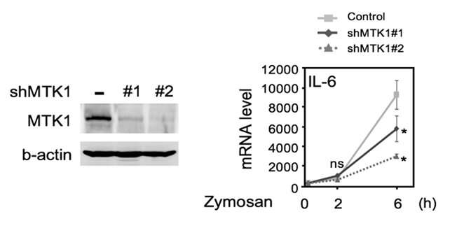 THP-1 cells were infected with retroviruses expressing two different shRNAs against MTK1 (#1 or #2). Infected cells were drug-selected, pooled and assayed for MTK1 expression by immunoblotting (left). The indicated MFs were stimulated with zymosan for the indicated times. The expression level of IL-6 mRNA was analyzed using qRT-PCR (right). Credit: ©TAKEKAWA Mutsuhiro Identification of new "oxidative stress sensor" MTK1