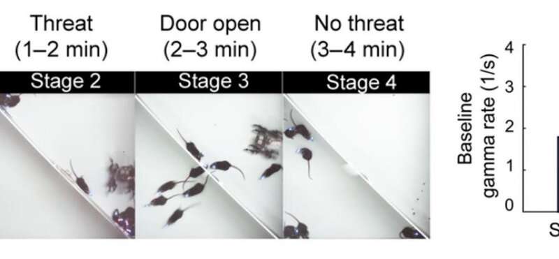 Flickering the neural activities with LED lights