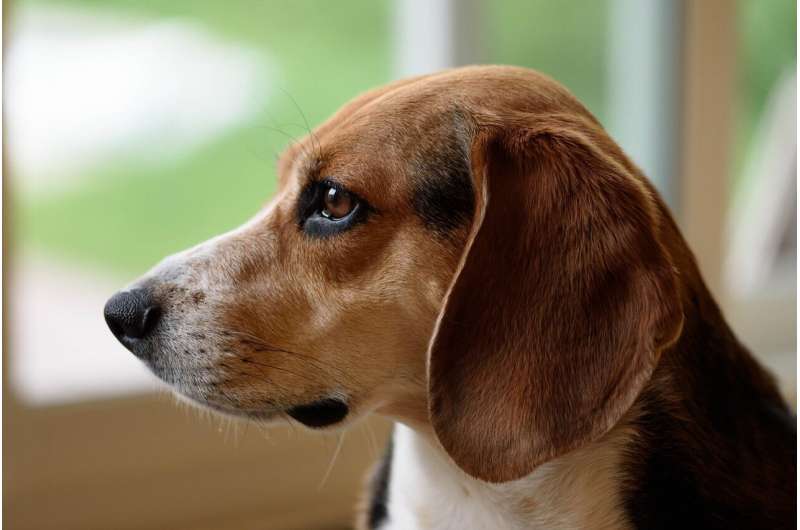 Credit: CC0 Public Domain beagle