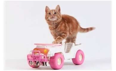 Say what you see in this picture out loud: "The cat ran over the car." A.I. is helping researchers unlock how your brain knows that sentence is different than: "The car ran over the cat.". Credit: University of Rochester Medical Center Using AI to map how the brain understands sentences