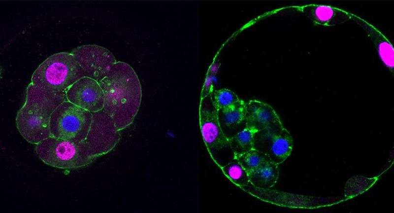 Credit: University of Cambridge Placental development takes place days before the embryo forms, study finds