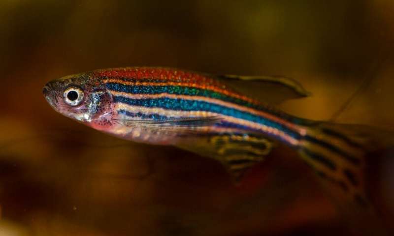 A zebrafish. Credit: Pixabay uOttawa researchers discover new sex hormone