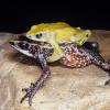 Atelopus chiriquensis