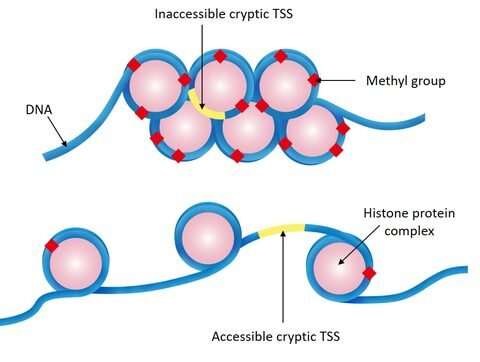 In wildtype plants (upper), the DNA (blue strands) is methylated (red diamonds) and tightly packed, so the cryptic TSSs are inaccessible. In epigenetic mutants (lower), the DNA is less methylated and becomes accessible, allowing the cryptic TSSs to be activated. Credit: OIST Scientists investigate epigenetic impact across whole genome