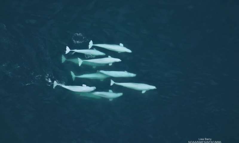 Like humans, beluga whales form social networks beyond family ties