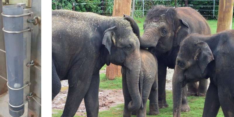 Credit: L.P. Barrett Asian elephants are capable of using water as a tool
