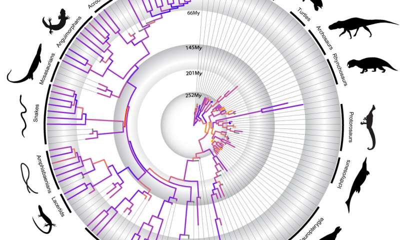 Animals sampled in the analysis. Colors indicates rates of evolution: warm colors high rates and cool colors low rates Credit: Tiago R. Simões Did adaptive radiations shape reptile evolution?