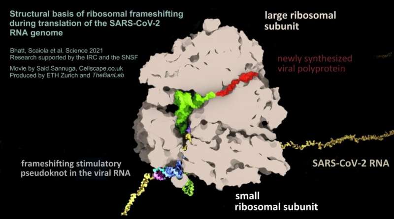 The RNA (yellow) of the SARS-CoV-2 virus forms a pseudoknot structure (multicolored, bottom right) which leads to a shift in the reading frame of the ribosome (brown). In this way, the viral RNA controls the production levels of the viral proteins. Credit: Said Sannuga, Cellscape.co.uk / ETH Zurich, The Ban Lab The Achilles heel of the coronavirus