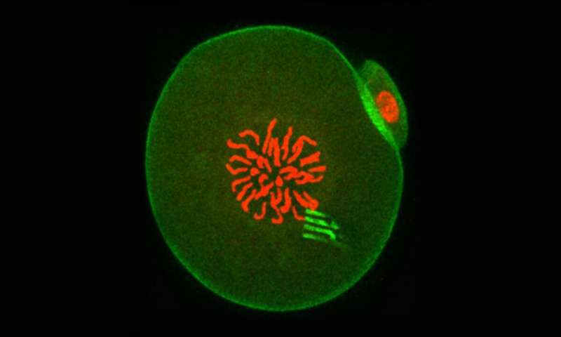 At this point in development, the embryo chromosomes (which appear red in the centre) are preparing to separate during the first cell division. The device prongs can be seen fluorescing green, with green-fluorescing actin around the periphery. Credit: Professor Tony Perry Nanodevices show how cells change with time, by tracking from the inside