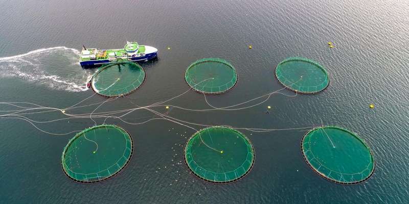 Fish farming has traditionally had a linear value chain where fish are delivered to the market. In addition, the industry is one of the largest sources of plastic and organic waste in Norway. The authors wanted to find out what is slowing Norway's transition to a circular economy. Credit: Marius Dobilas / Shutterstock / NTB The stag hunt – and why a circular economy is so difficult