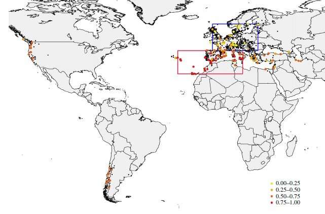 The study confirms the hypothesis that marks the Mediterranean basin as the original place for the Drosophila subobscura colonizer individuals. Credit: University of Barcelona Adaptive genetic markers identify the origins and dispersal of invasive species