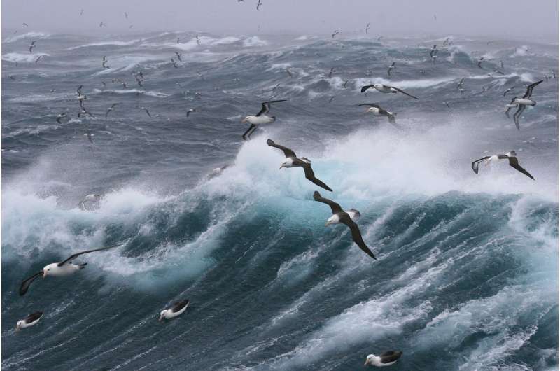 National Institute of Water and Atmospheric Research (NIWA) Albatrosses regularly fly to unprotected 'Wild West' areas