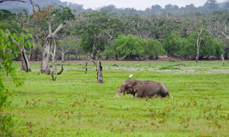 Credit: CC0 Public Domain sri lanka