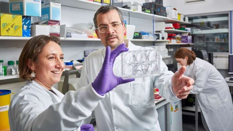 Dr Marco Gerlinger and Dr Louise Barber in the lab. Credit: Institute of Cancer Research Scientists make ‘long-range weather forecasts’ of bowel cancer’s drug resistance