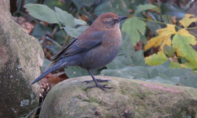 The rusty blackbird typically migrates from northern Canada to the United States during winter. Credit: University of Georgia Migration shapes patterns of disease transmission